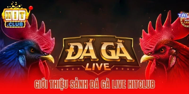 Giới thiệu sảnh đá gà live Hitclub